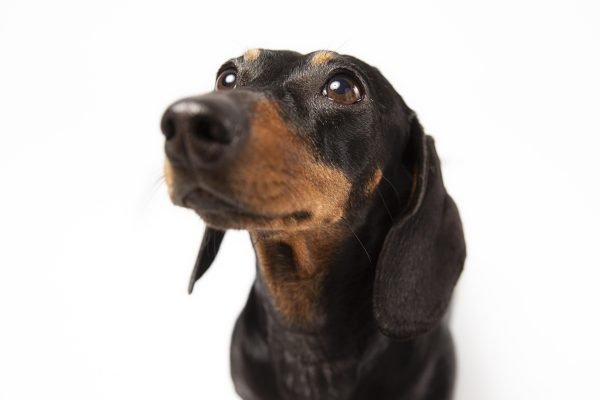adorable-dog-looking-up-studio