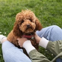 adorable-dog-park-nature-with-owner adorable-dog-park-nature-with-owner