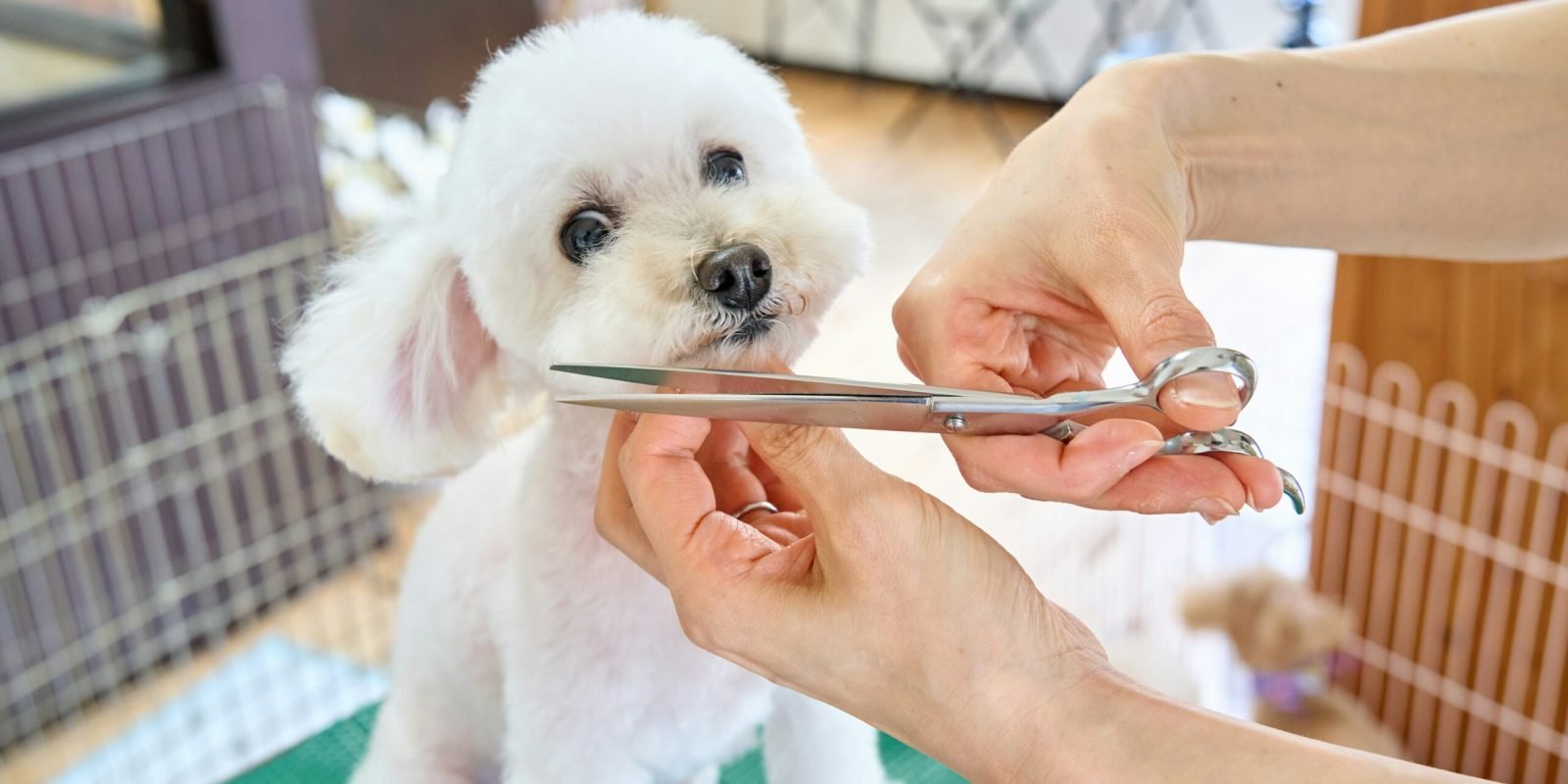 buddy-an-LpK2xddrElI-unsplash