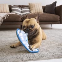 cute-dog-biting-flip-flop