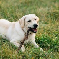 Dog Labrador retriever lying on grass chews stick