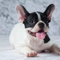 French Bulldog Dog Breeds White Polka Dot Black On Marble Backgr French Bulldog Dog Breeds White Polka Dot Black On Marble Background.
