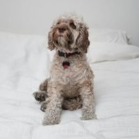 jordan-rubin-D8xRp3zMaD0-unsplash