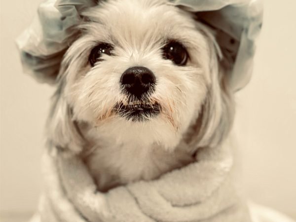 sandy-andrade-SpAdugxTZVQ-unsplash