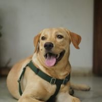 shreyas-chaudhari-moheDcDslvw-unsplash