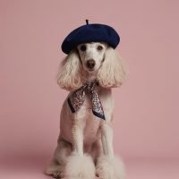 stylish-poodle-wearing-beret-necktie