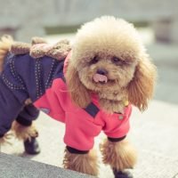 Toy Poodle playing in a park in city of China.