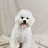 A vertical closeup shot of a cute white poodle puppy on a beige textile
