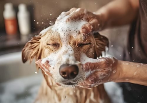 狗简约风格金毛犬洗澡场景商业照片（仅供交流学习非商用）